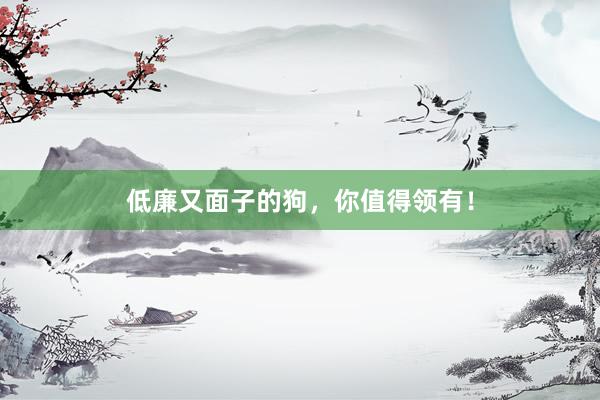 低廉又面子的狗，你值得领有！