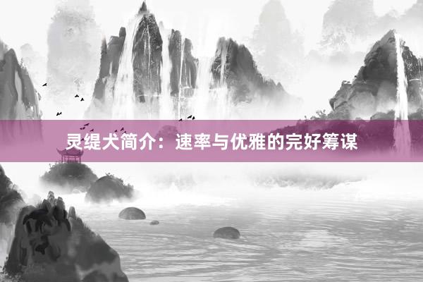 灵缇犬简介：速率与优雅的完好筹谋